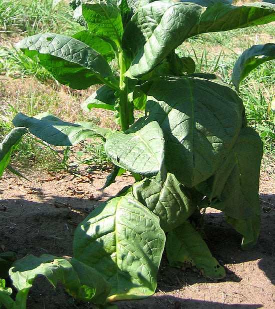 Red Russian Tobacco