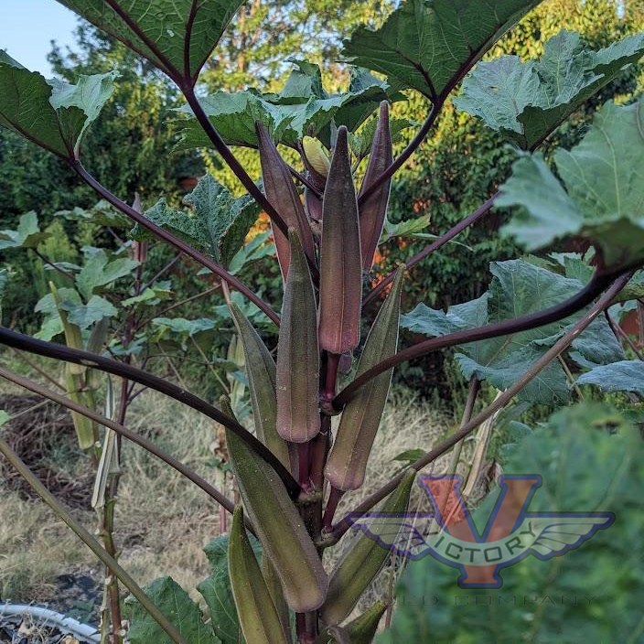 Red Burgundy Okra