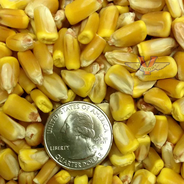 Reid's Yellow Dent Corn