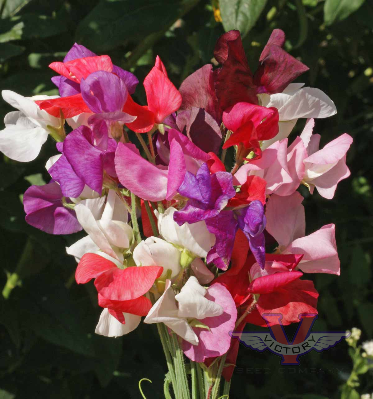 Sweet Pea, Royal Family Mix