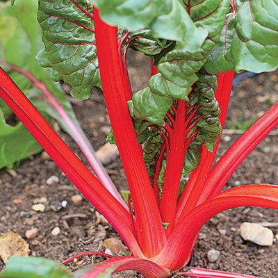 Ruby Red Rhubarb Swiss Chard Seeds – Heirloom Untreated NON-GMO From Canada  – The Incredible Seed Company Ltd