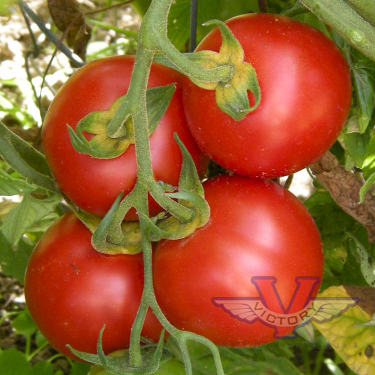 Siberia Tomato