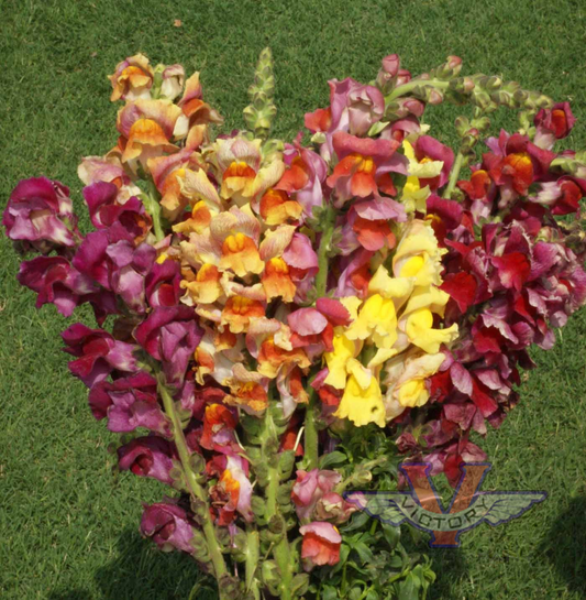 Snapdragon ‘Tetra Mix’