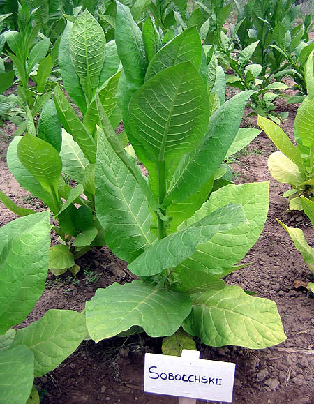 Sobolchskii Tobacco