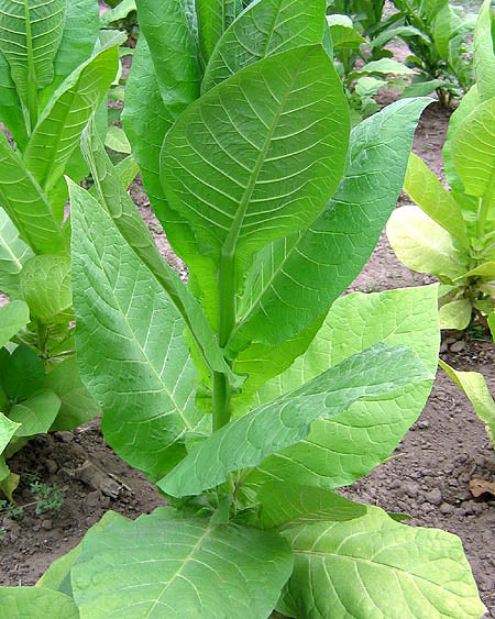 Sobolchskii Tobacco