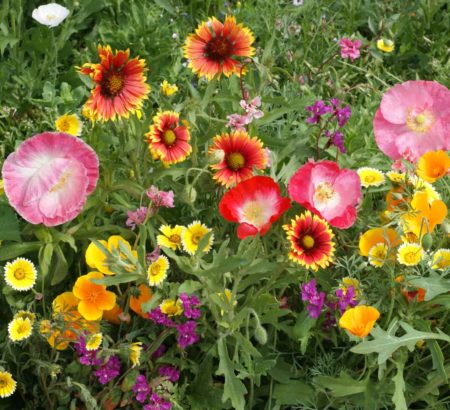 Southwestern Wildflower Mix