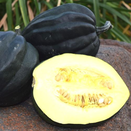 Table Queen Acorn Winter Squash