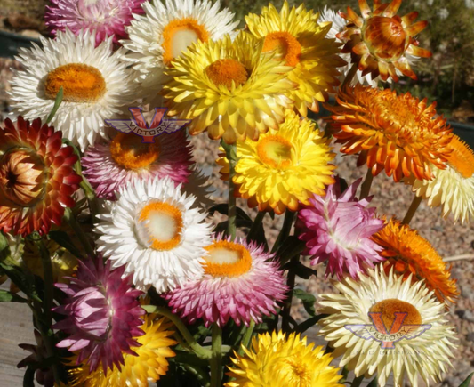 Strawflower, Dwarf Mixed