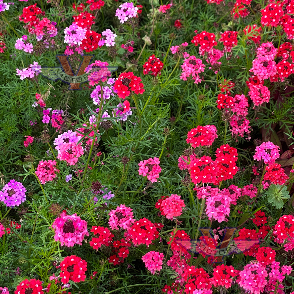 Moss Verbena 'Sweetheart Kisses'