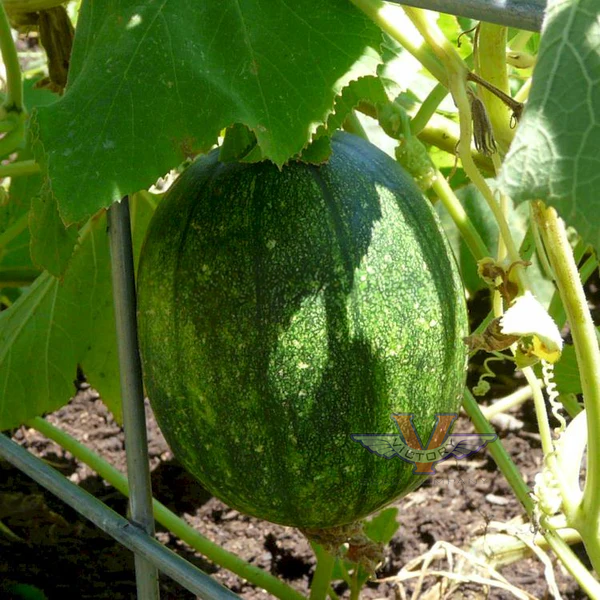 Tatume Summer Squash