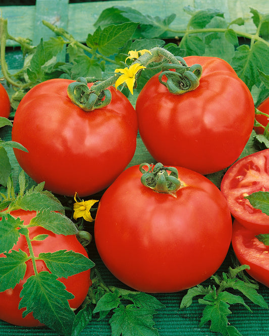 Container's Choice Red F1 Tomato