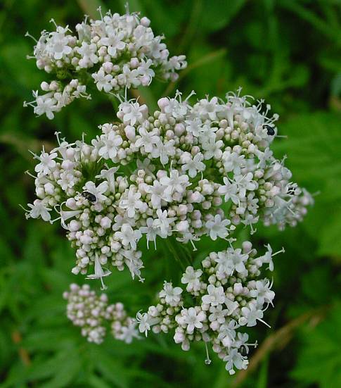 Valerian