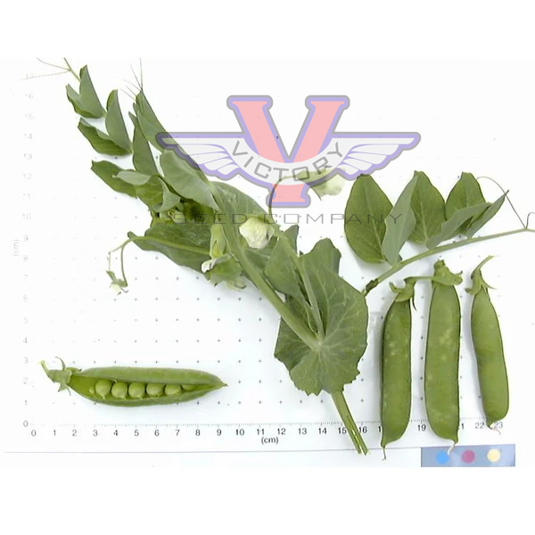 Wando Garden Pea