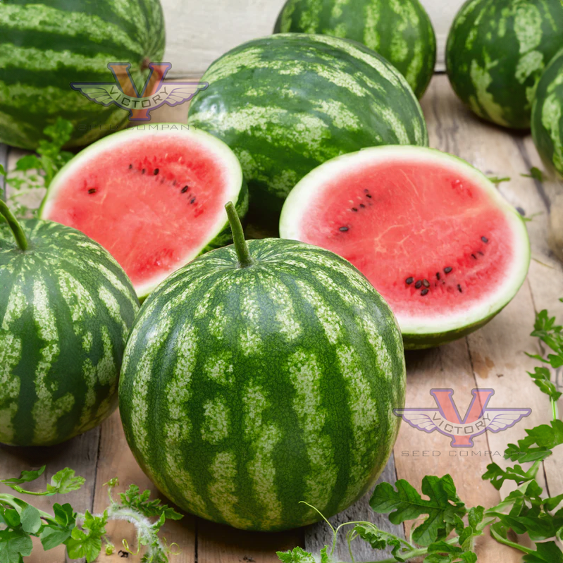Cal Sweet Bush Watermelon