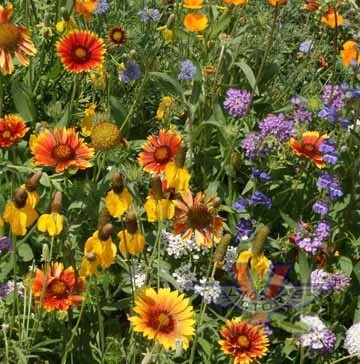 Western Wildflower Mix