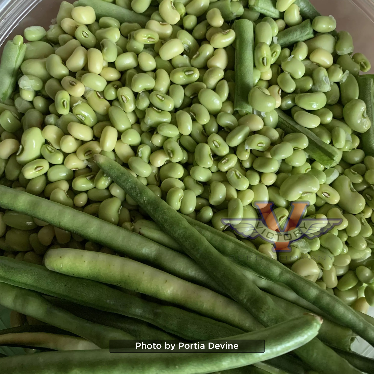 White Acre Southern Pea