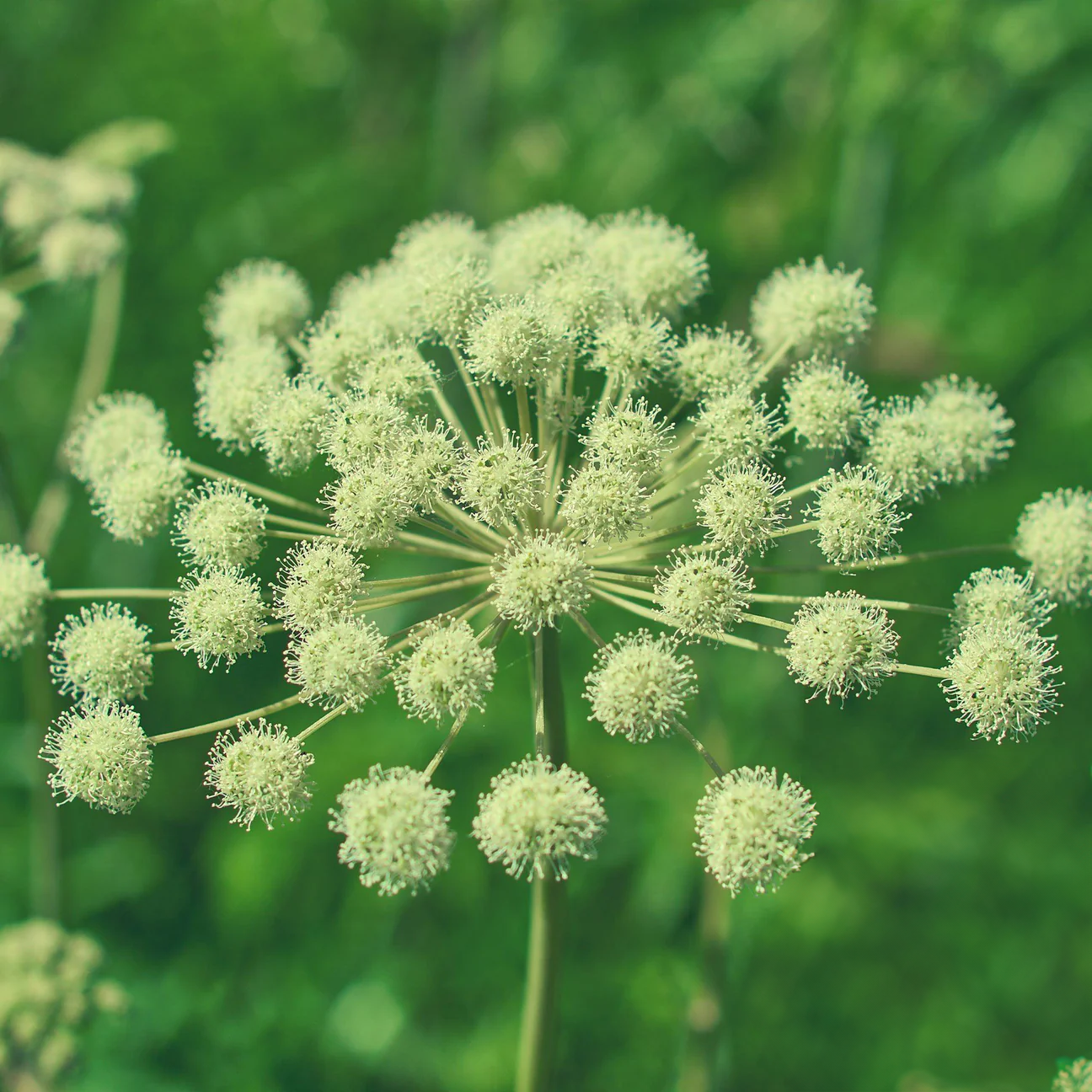 Angelica