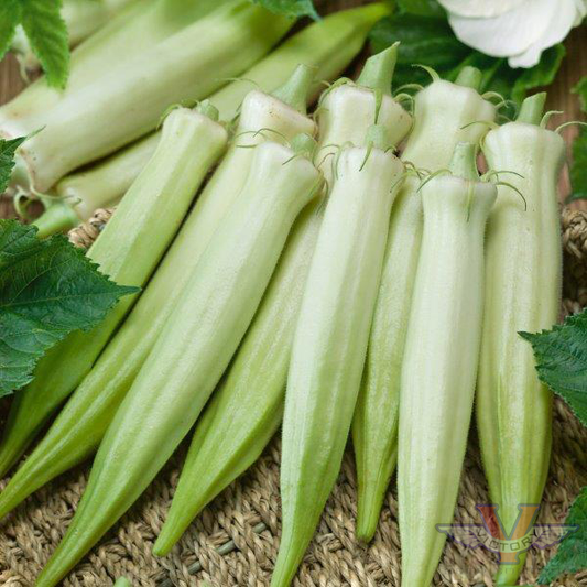 Blondy Okra