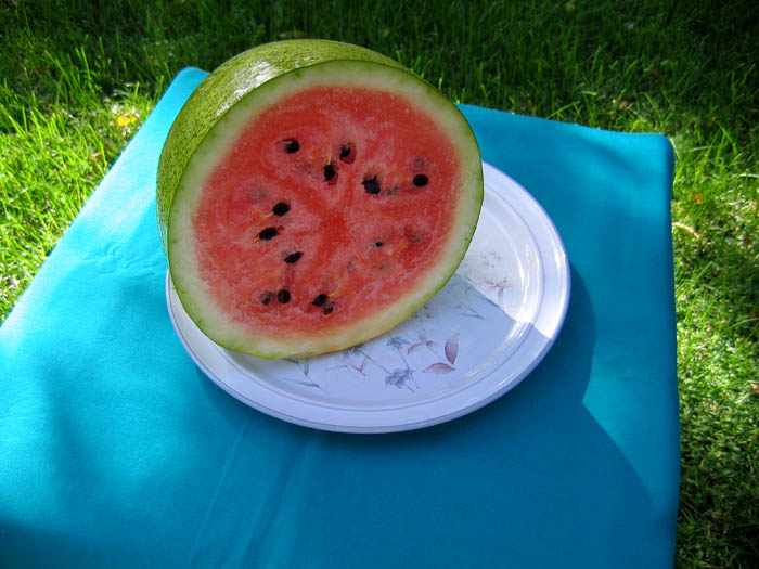 Bozeman Watermelon