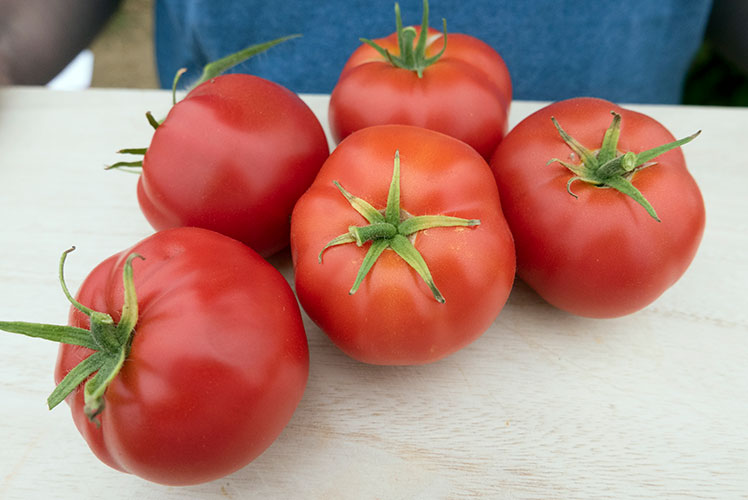 Burpee's Quarter Century Tomato