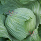 Late Flat Dutch Cabbage