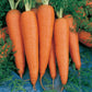 Danvers 126 Carrot