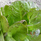 Cimmaron Romaine Lettuce