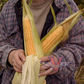 Golden Bantam, Improved 12-Row Sweet Corn