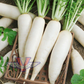 Daikon Radish