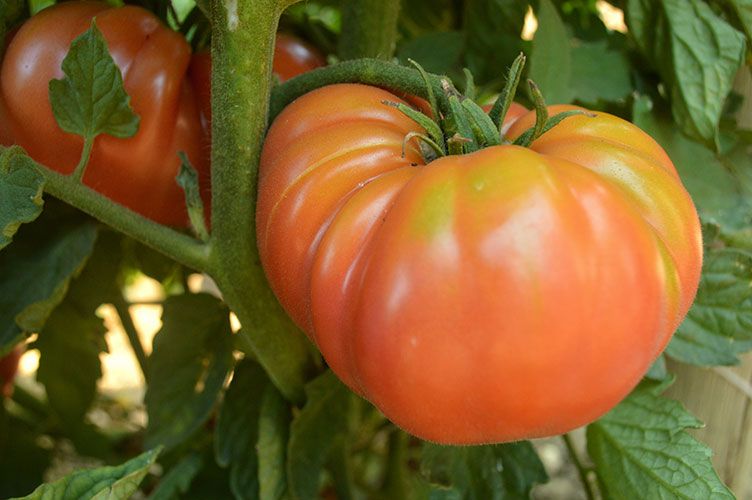 Dester Tomato