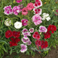 Chinese Pinks (Dianthus chinensis)