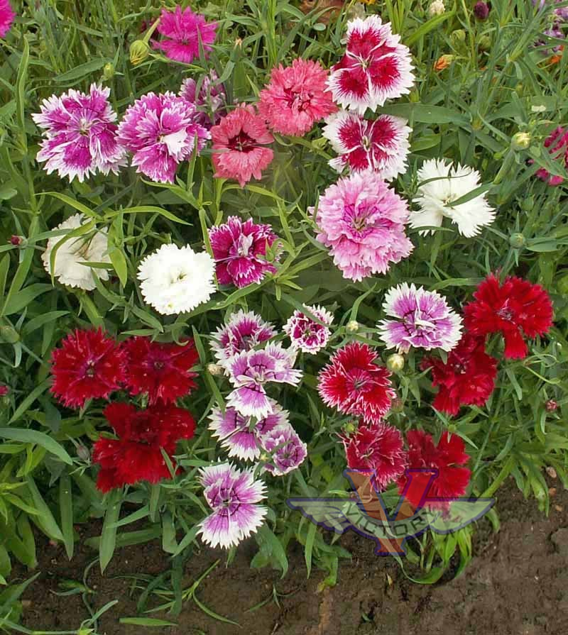 Chinese Pinks (Dianthus chinensis)