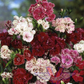 Chinese Pinks (Dianthus chinensis)