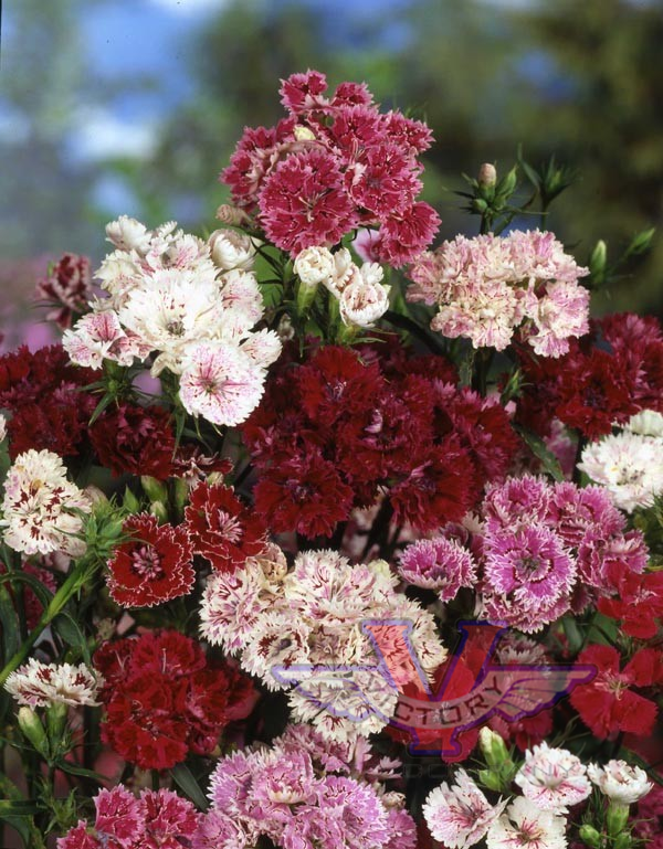 Chinese Pinks (Dianthus chinensis)