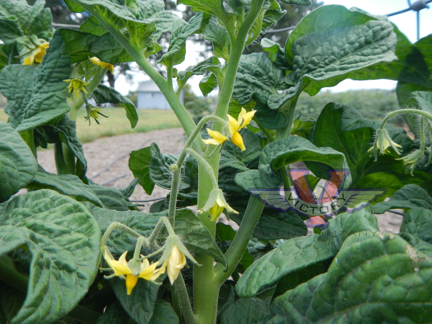 Dwarf Gramma Elsie Tomato