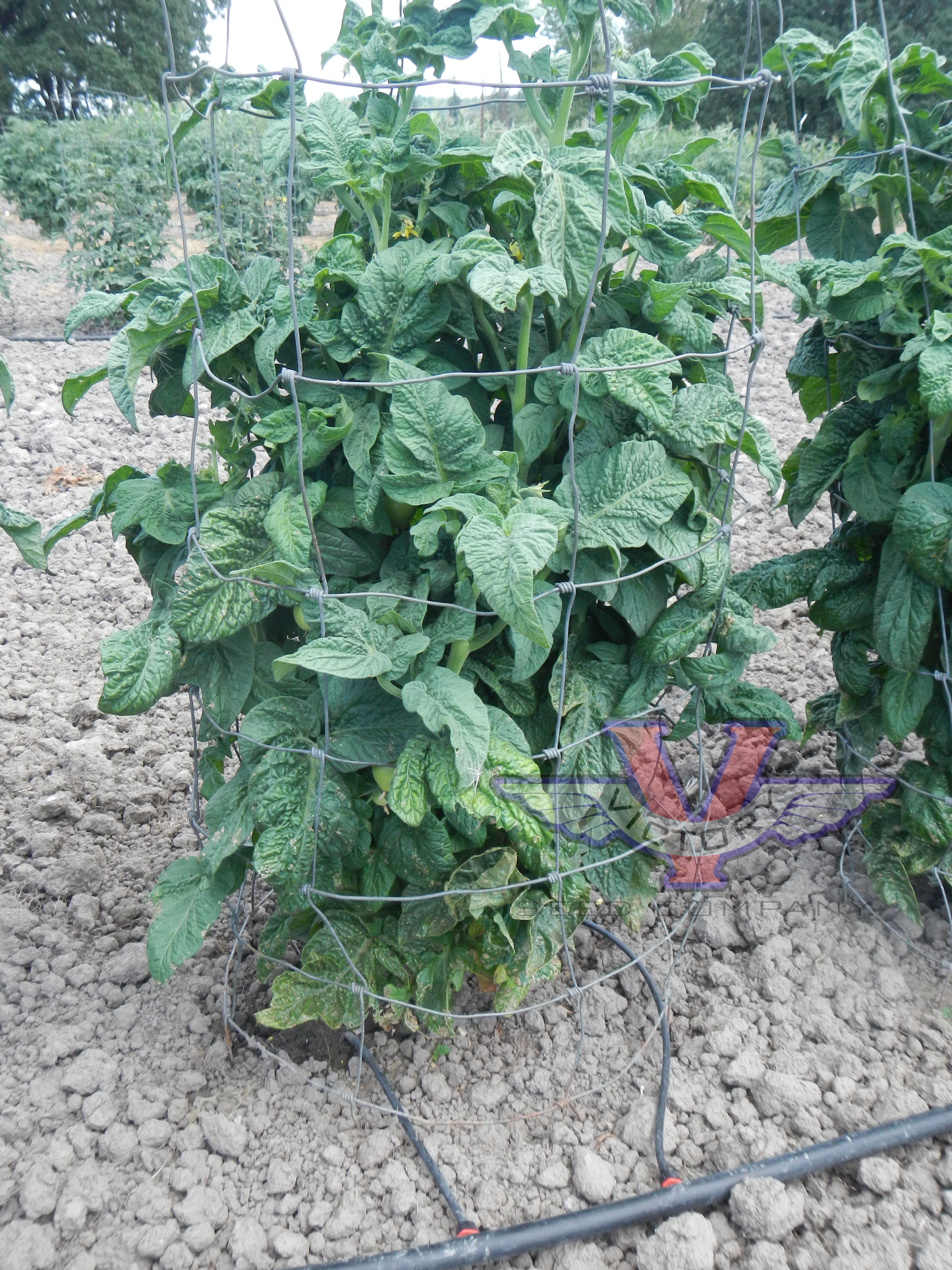 Dwarf Gramma Elsie Tomato