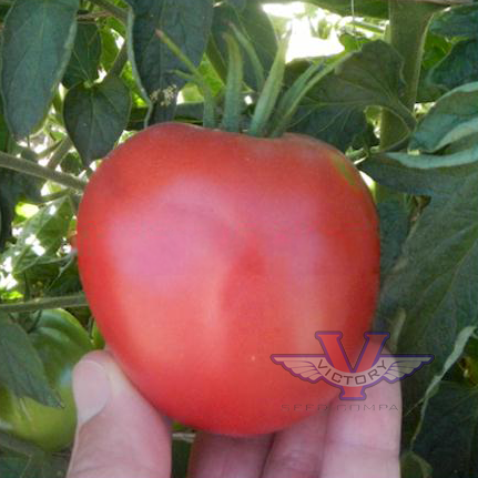 Dwarf Melanie's Ballet Tomato