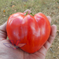 Dwarf Stony Brook Heart Tomato