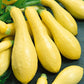 Early Prolific Straightneck Summer Squash (Organic)