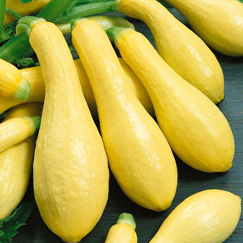 Early Prolific Straightneck Summer Squash (Organic)