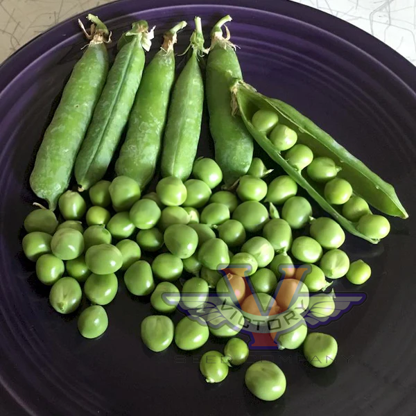 Early Frosty Garden Pea