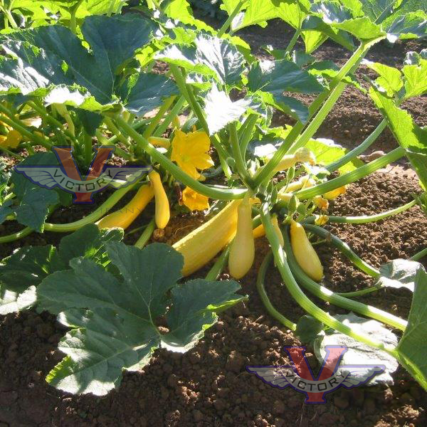 Early Prolific Straightneck Summer Squash (Organic)