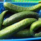 Early Russian Cucumber