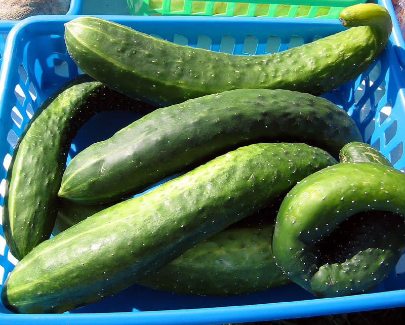 Early Russian Cucumber