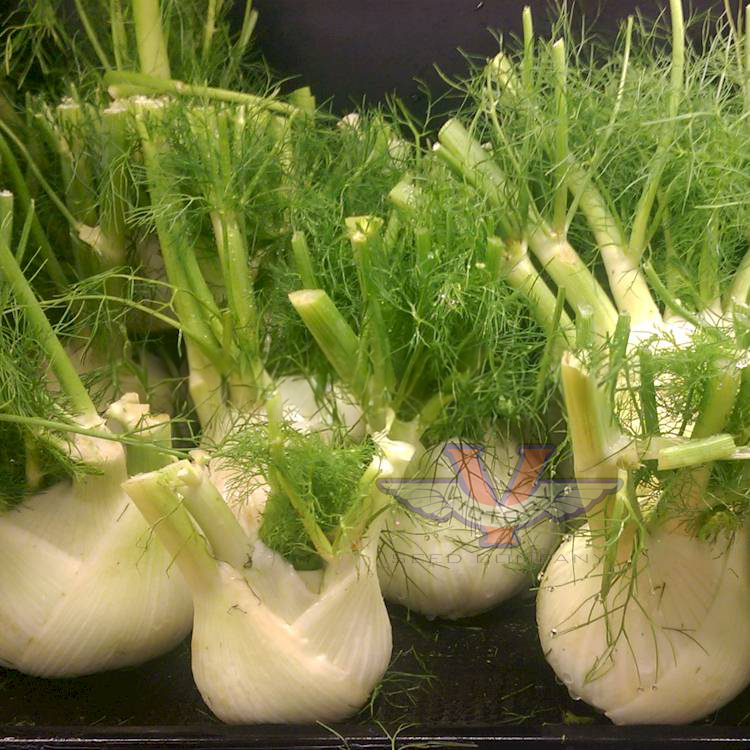 Fennel, Florence