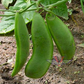 Fordhook 242 Bush Lima Bean