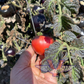 Gondwana Thunder Tomato