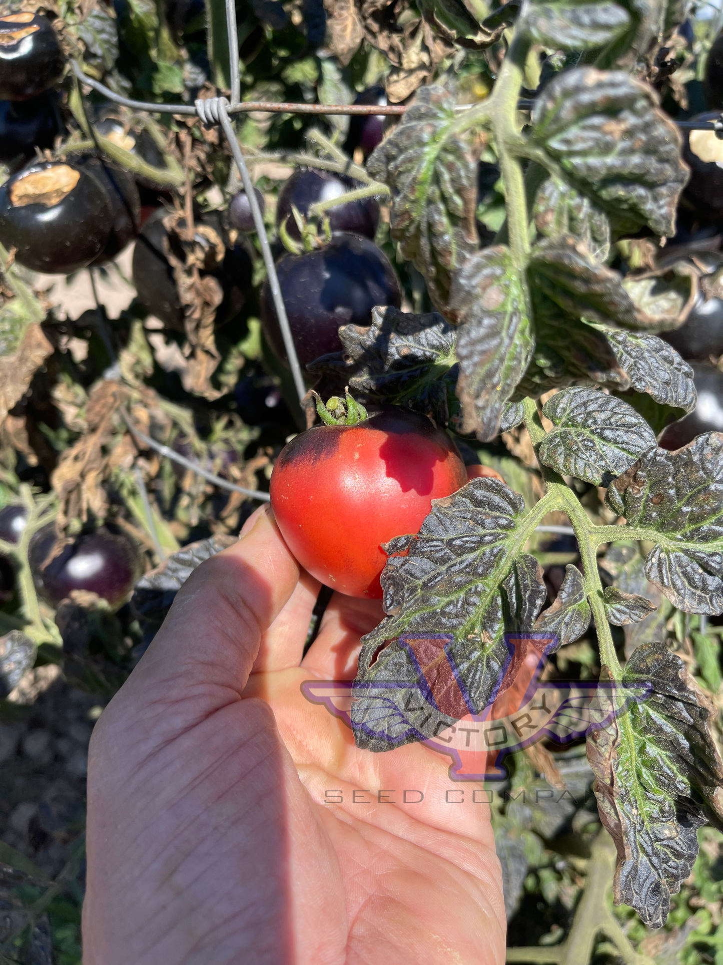 Gondwana Thunder Tomato