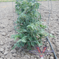 Gondwana Thunder Tomato