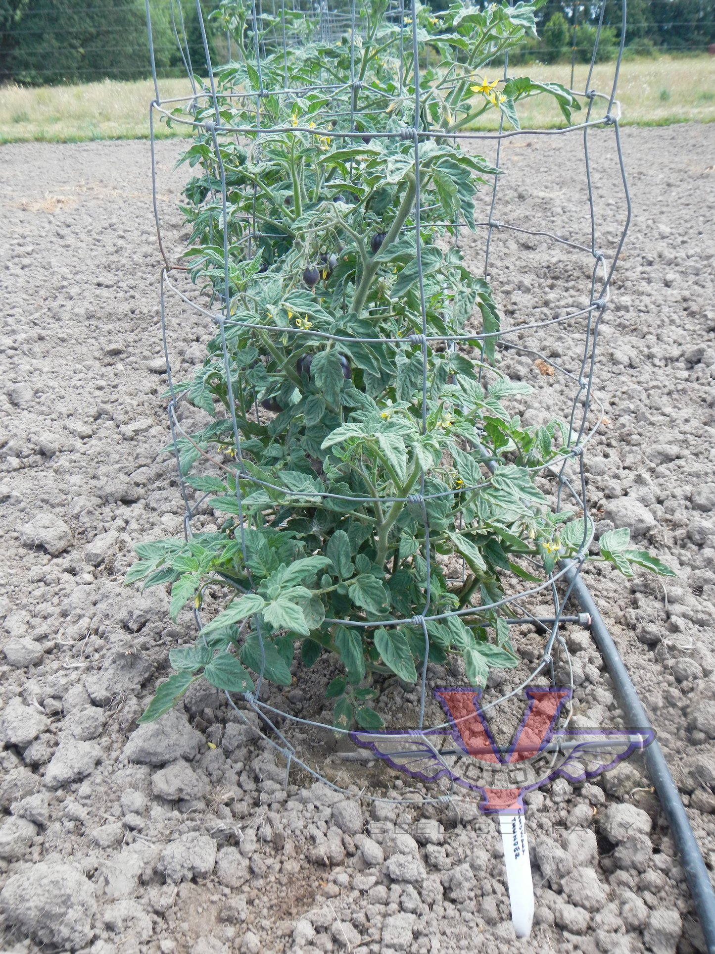 Gondwana Thunder Tomato